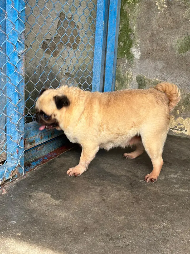 pug breeder female — photo 2