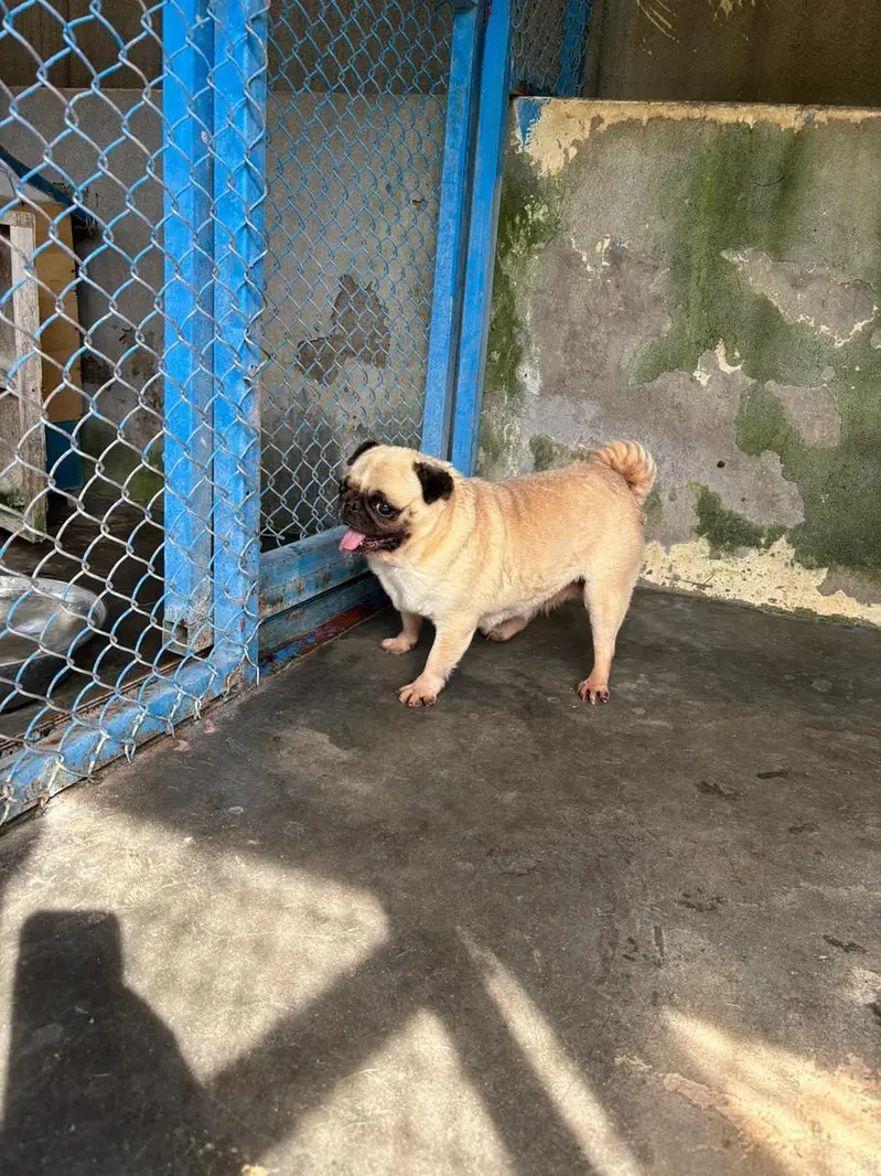 pug breeder female — photo 3