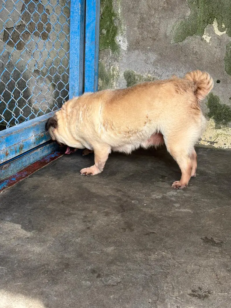 pug breeder female — photo 4