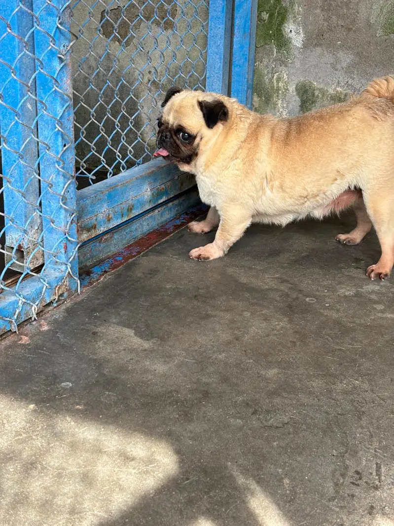 pug breeder female — photo 5