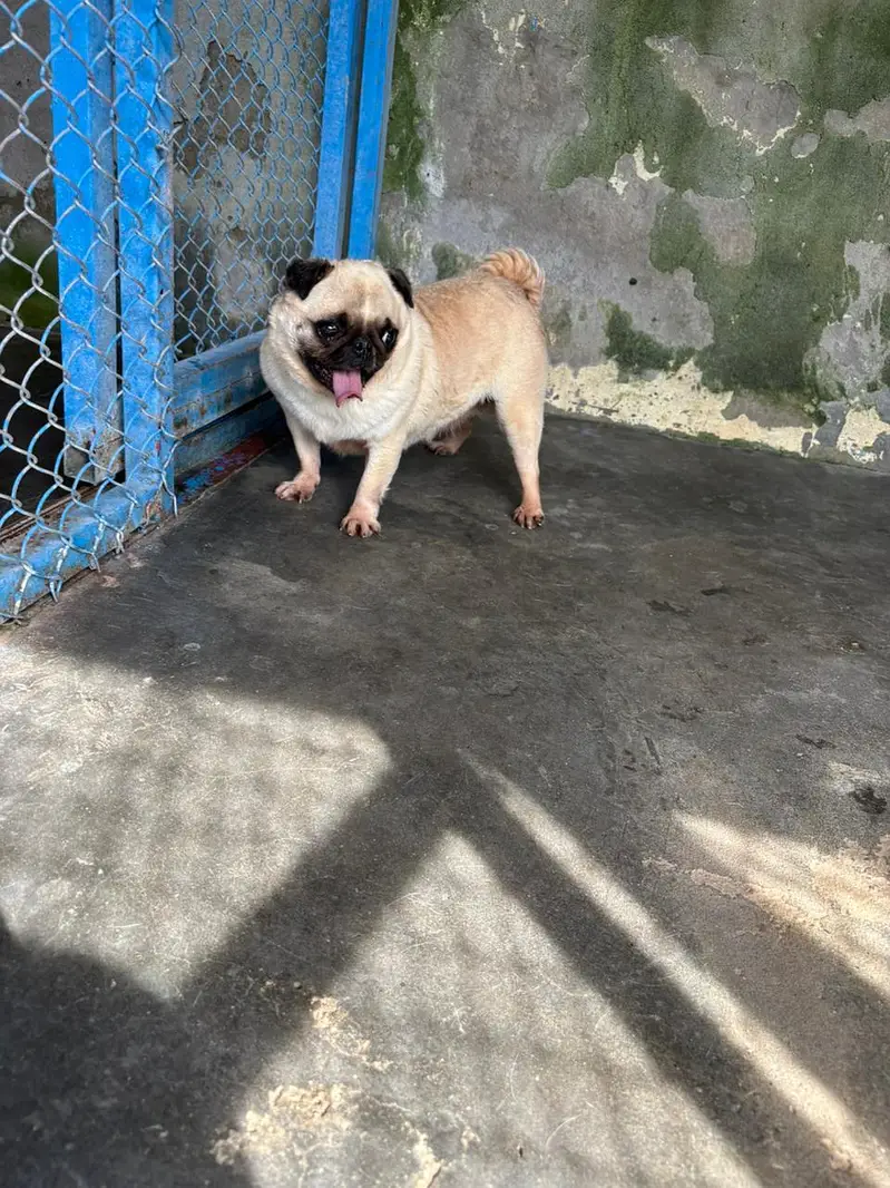 pug breeder female — photo 6