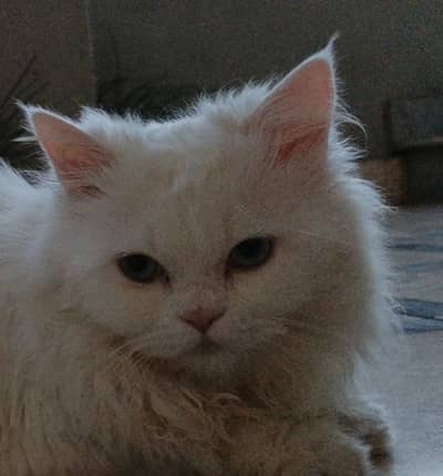 Persian Cats