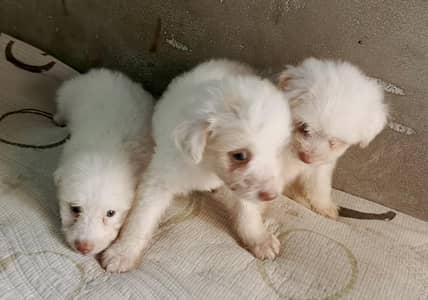 Dog Puppies