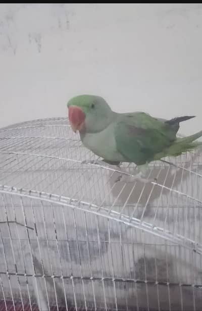 bat krny wala parrot Hy fazol bat nai karta