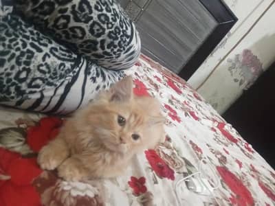 Persian kitten pair in 10k