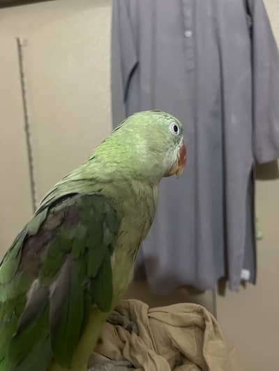 Raw female