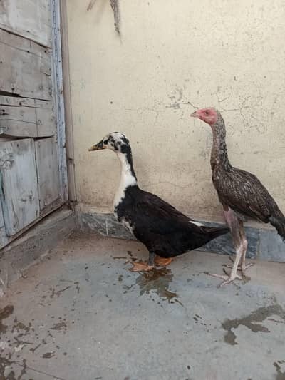 Desi duck healthy for sale