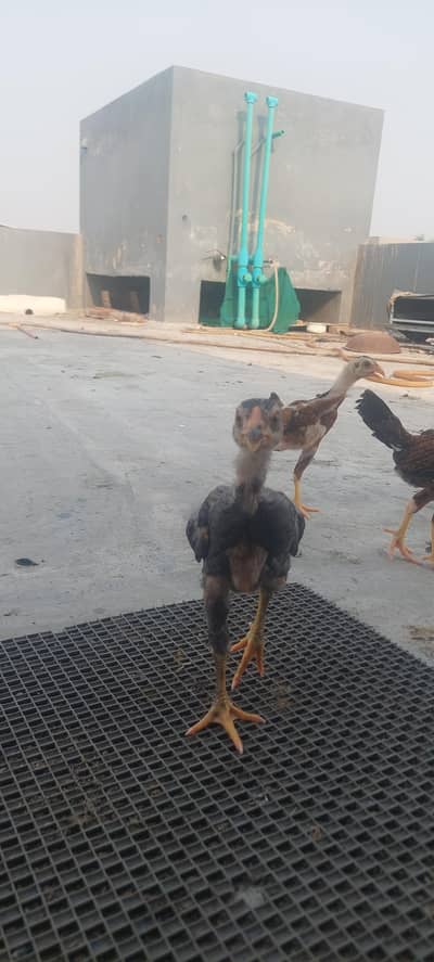 aseel shamo chicks for sale