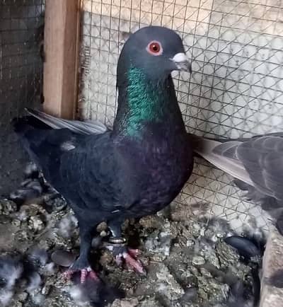 Pigion For Sale Pair