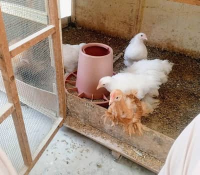 10 Cochins