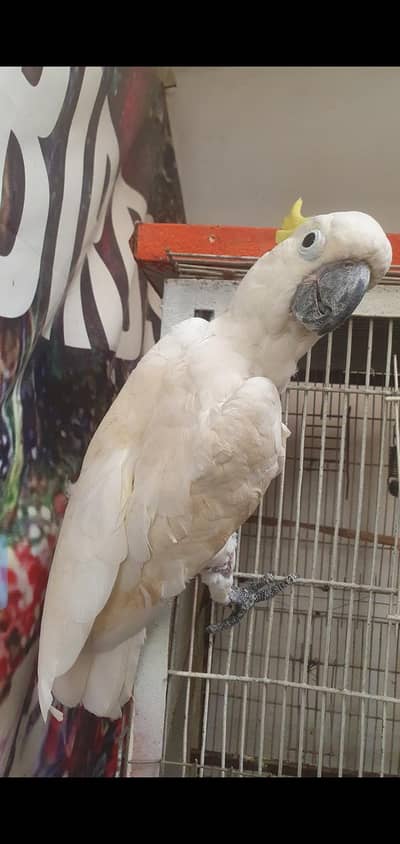 cockatoo . african gray parrot. yellow ringnik .  Yellow Bip Lori