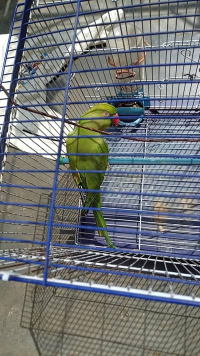 Green Ringneck Female for sale