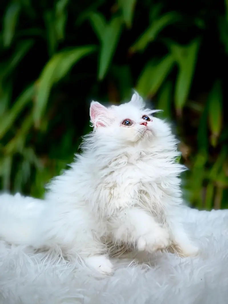 Top Quality kittens available for new home — photo 2