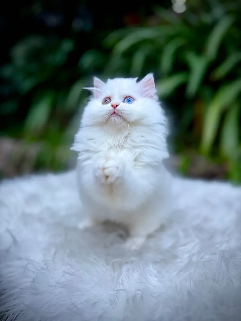 Top Quality kittens available for new home — photo 3