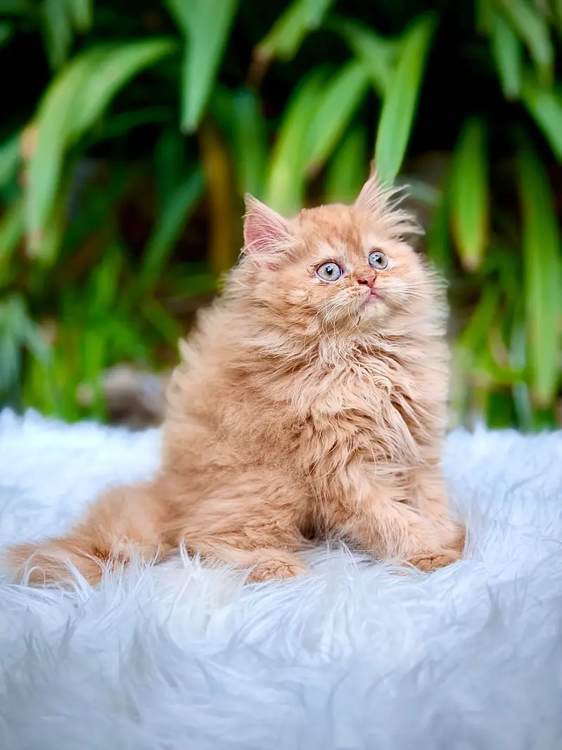 Top Quality kittens available for new home — photo 4