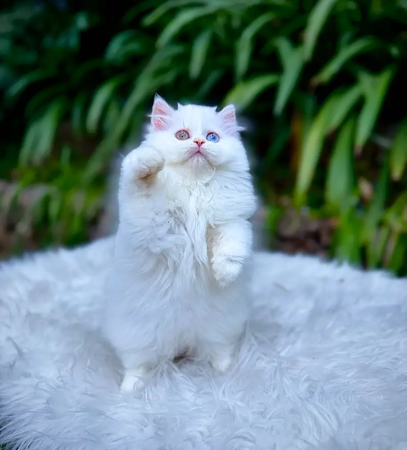 Top Quality kittens available for new home — photo 5