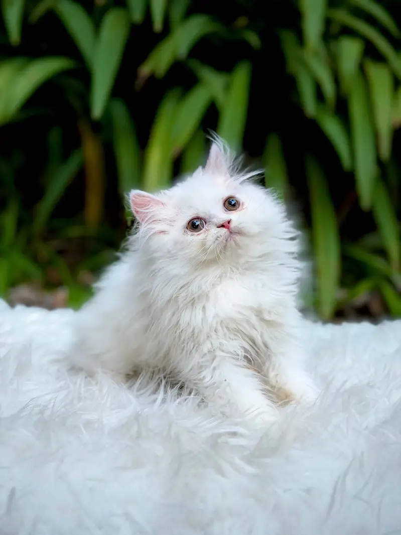 Top Quality kittens available for new home — photo 7