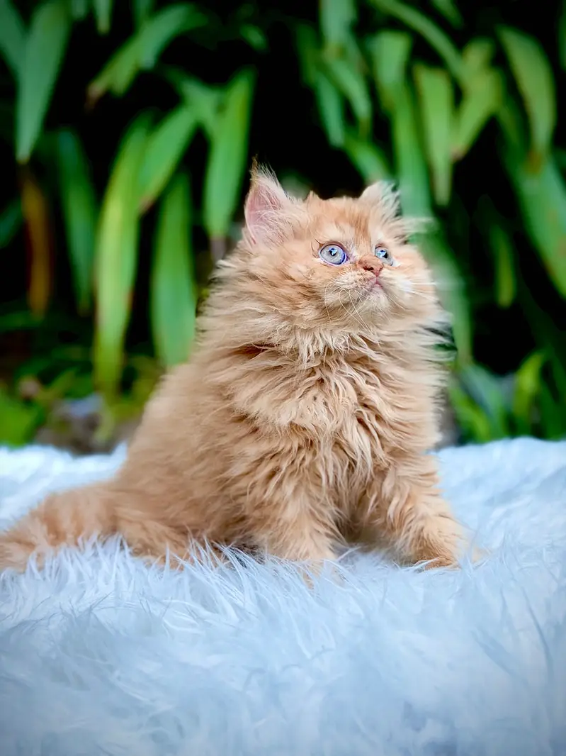 Top Quality kittens available for new home — photo 8