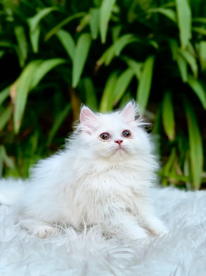 Top Quality kittens available for new home — photo 9