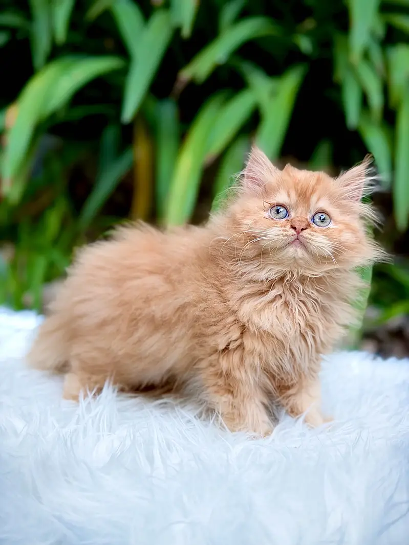 Top Quality kittens available for new home — photo 10