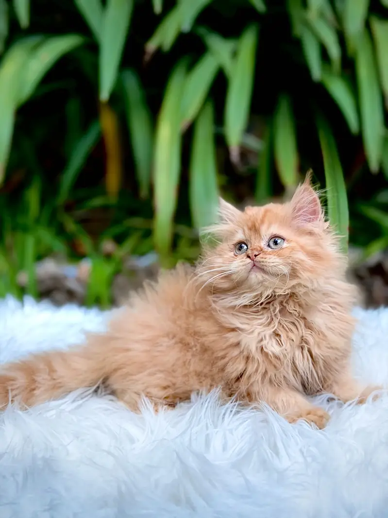 Top Quality kittens available for new home — photo 11