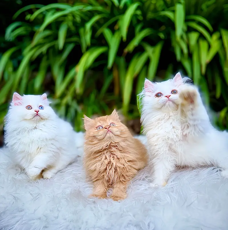 Top Quality kittens available for new home — photo 12
