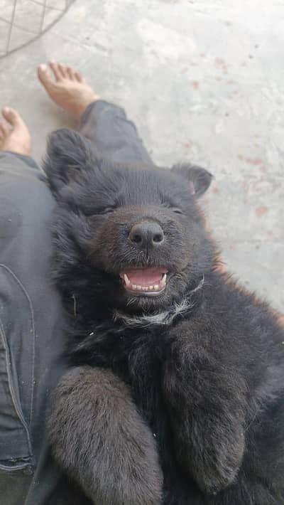 German Shepherd Pink Pedigree Black Male