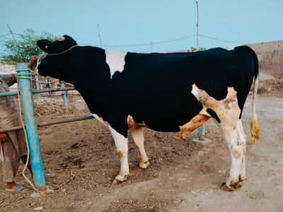 pregnant cows