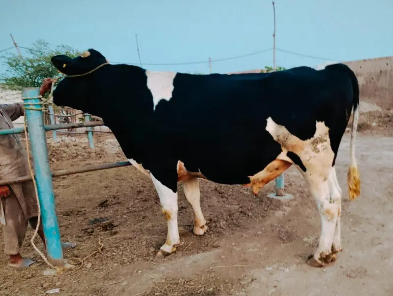 pregnant cows