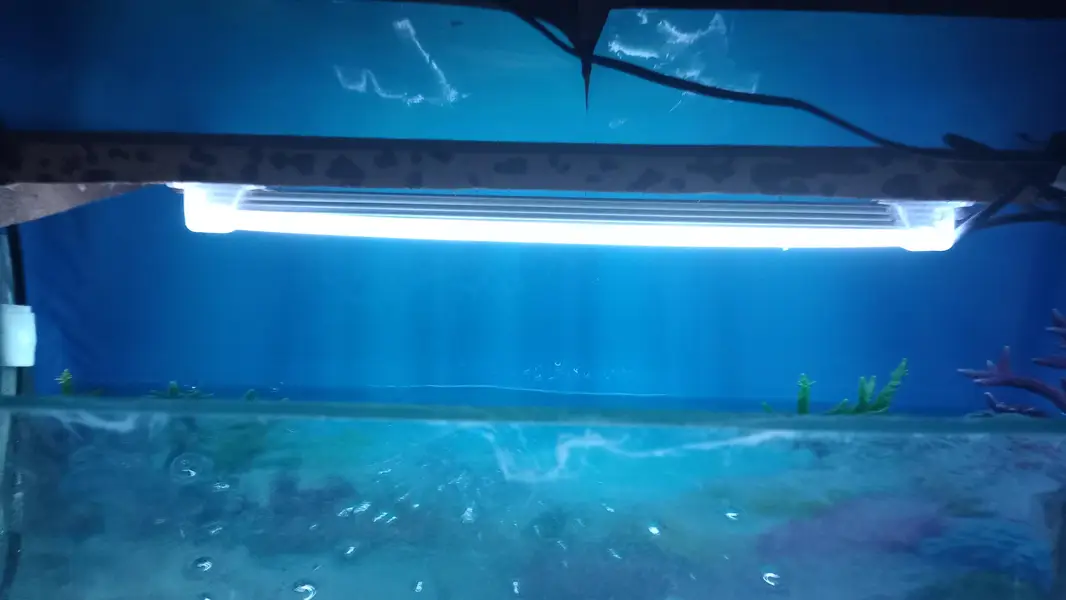 Fishes with aquarium and equipments