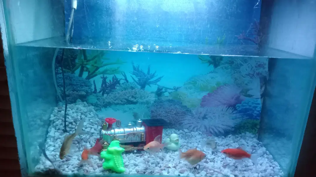 Fishes with aquarium and equipments — photo 2