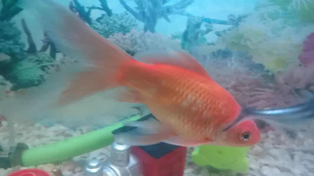 Fishes with aquarium and equipments — photo 6