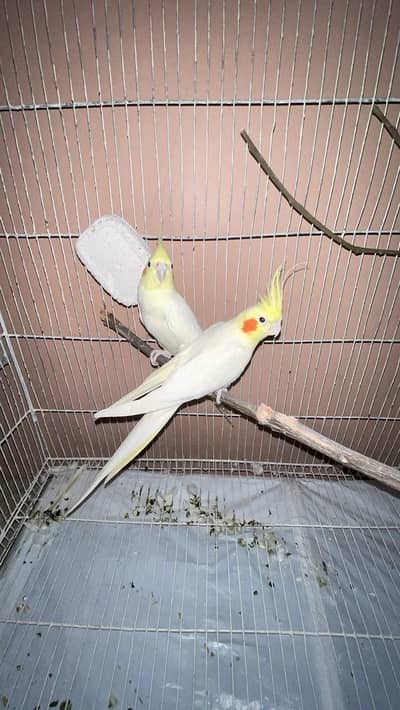 breeder pair