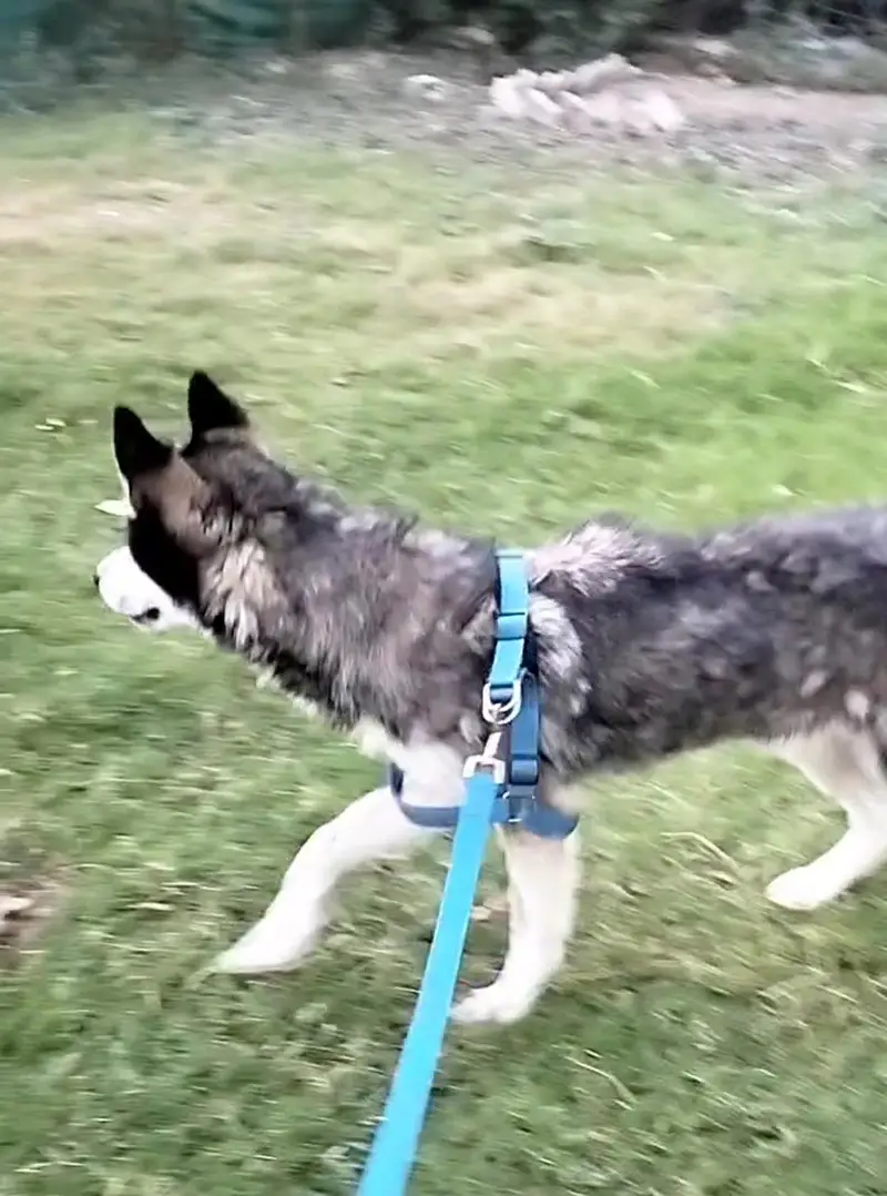 Siberian husky male — photo 3