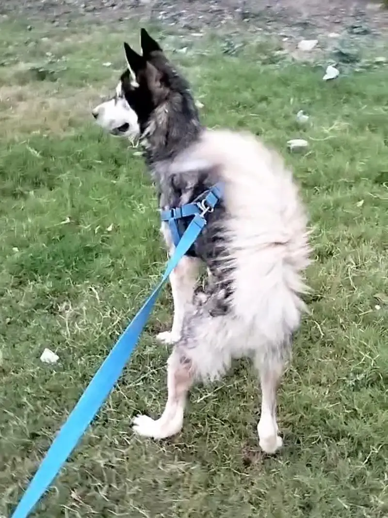 Siberian husky male — photo 4
