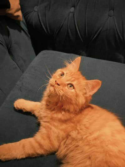 Maine coon orange tabby male kitten