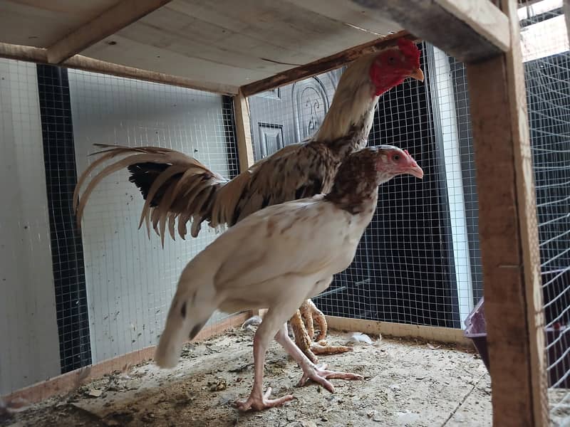 Aseel Java With Mianwali Hen 7