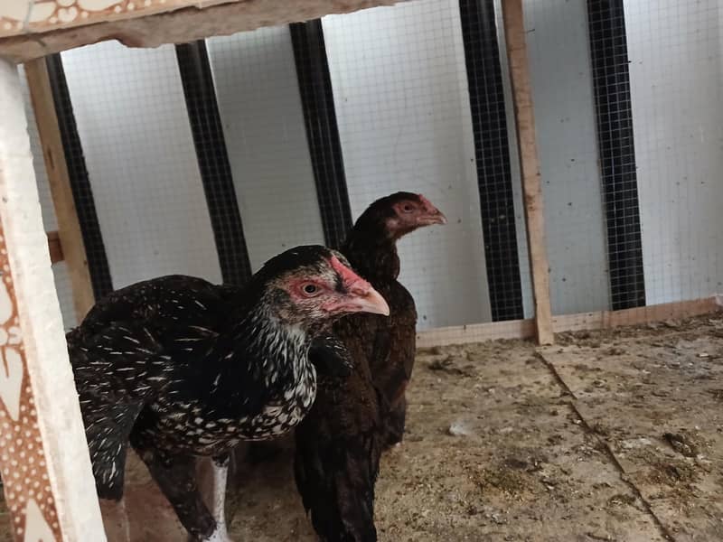 Aseel Java With Mianwali Hen 8