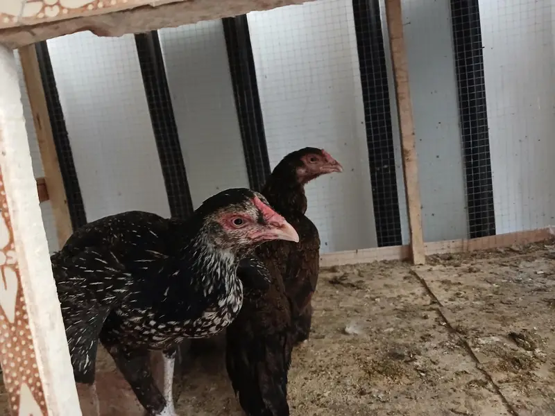 Aseel Java With Mianwali Hen — photo 9