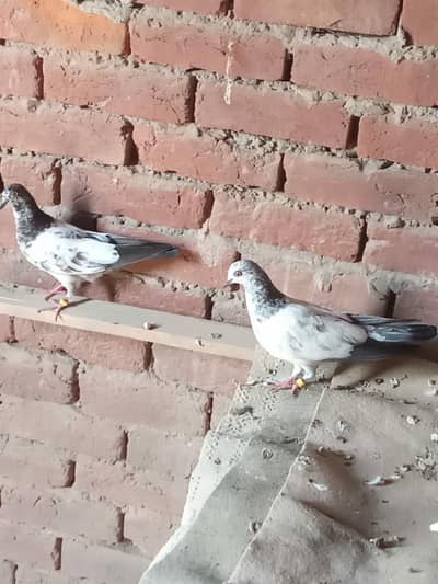 baby pigeon