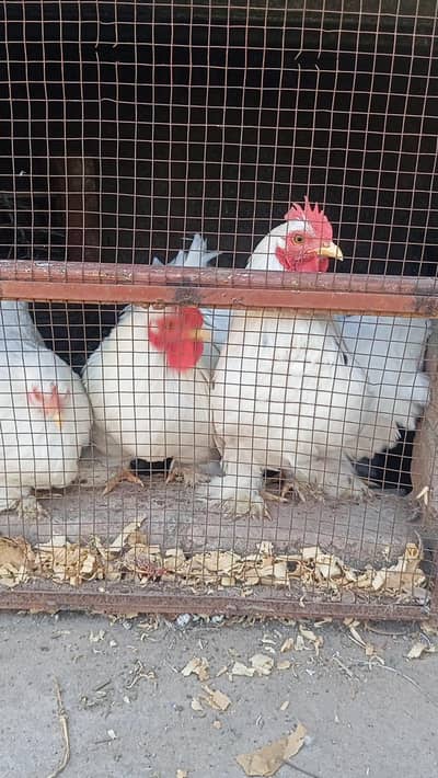 wite Bantam breedar pair for sale.