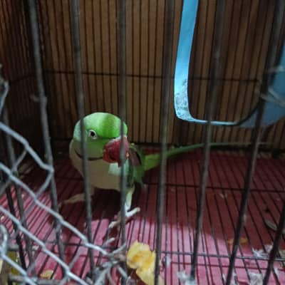 For Sale