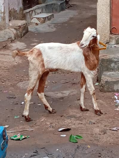 bakri khali ha haqeqa wagera kar sakte ho urgent sale