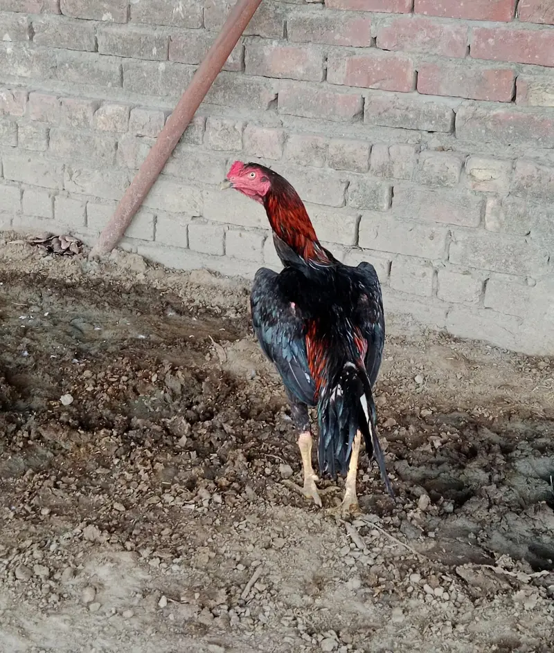 Aseel hen — photo 2