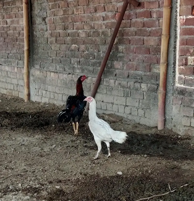 Aseel hen — photo 3