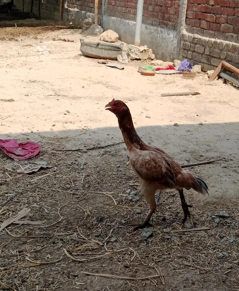 Aseel hen — photo 4