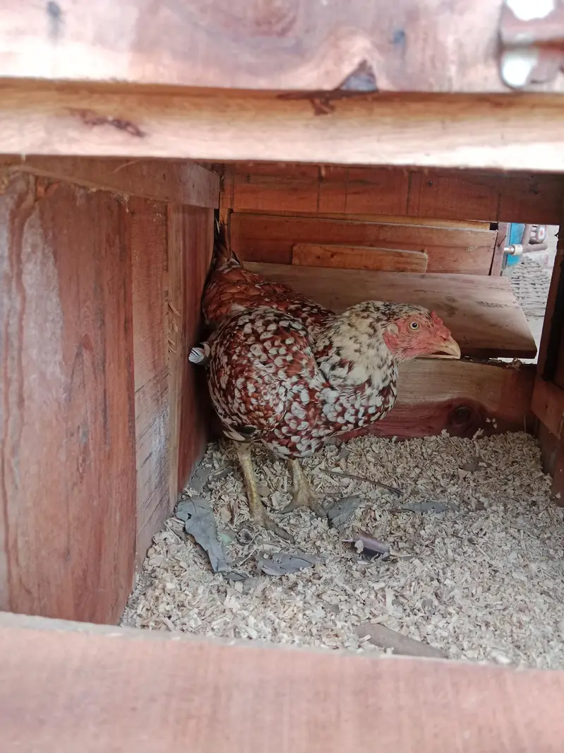 Aseel hen — photo 5
