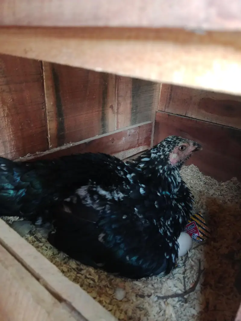 Aseel hen — photo 6
