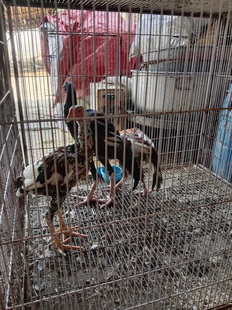 Aseel hen — photo 7