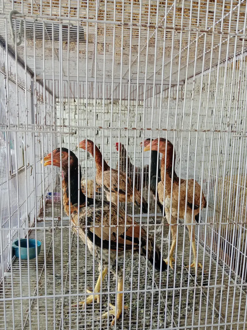 Aseel hen — photo 8